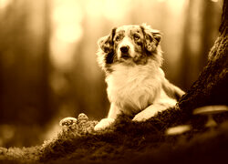 Sepia