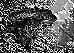 Skamielina