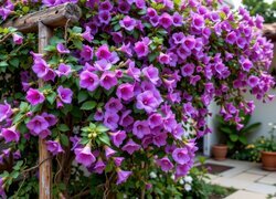 Oryginalny obrazek