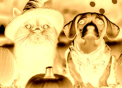 Sepia + Negatyw