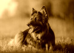Sepia