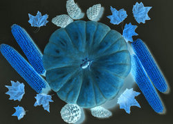 Negatyw