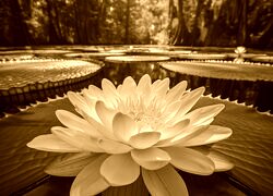 Sepia