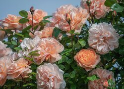 Oryginalny obrazek