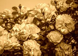 Sepia