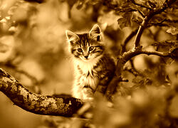 Sepia