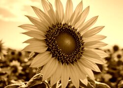 Sepia