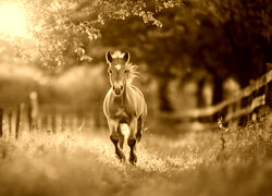 Sepia
