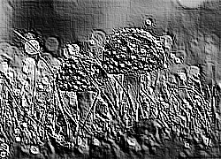 Skamielina