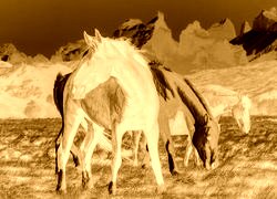 Sepia + Negatyw