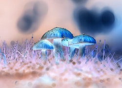 Negatyw