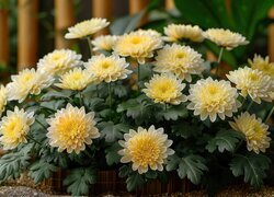 Oryginalny obrazek