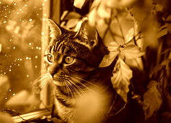 Sepia