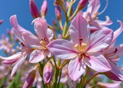 Oryginalny obrazek