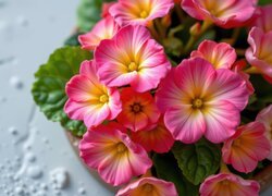 Oryginalny obrazek