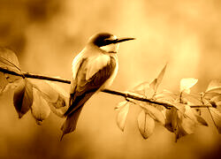 Sepia