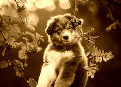 Sepia