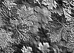 Skamielina