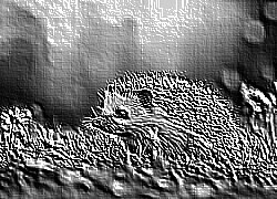 Skamielina