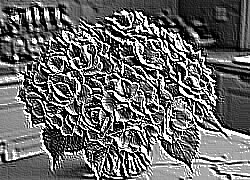 Skamielina