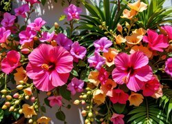 Oryginalny obrazek
