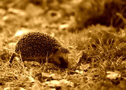 Sepia