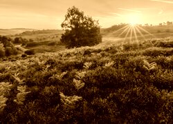 Sepia