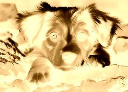 Sepia + Negatyw