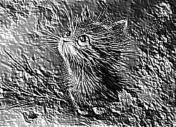 Skamielina