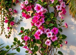 Oryginalny obrazek