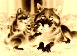Sepia + Negatyw