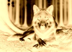 Sepia + Negatyw