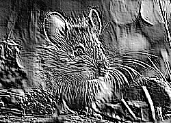 Skamielina