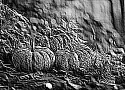 Skamielina
