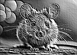 Skamielina