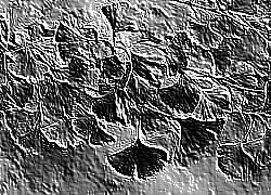 Skamielina