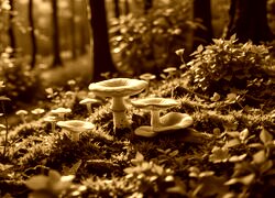 Sepia
