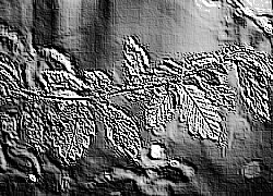 Skamielina
