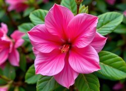 Oryginalny obrazek