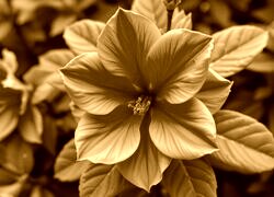 Sepia