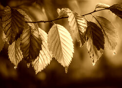 Sepia