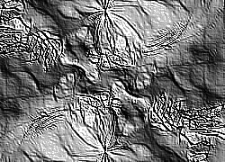 Skamielina