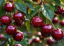 Oryginalny obrazek