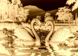 Sepia + Negatyw