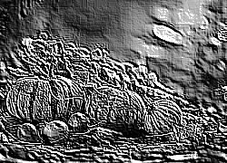 Skamielina