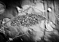 Skamielina