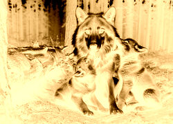 Sepia + Negatyw