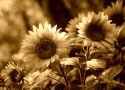 Sepia