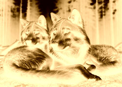 Sepia + Negatyw