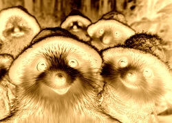 Sepia + Negatyw